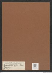Triceratium affine Grun. (de-Toni-Nr.: Genus 140, Species 3754) Zeichnungen Sammlung Grunow Mappe 03855 (Herbarium_W_Grunow_drawings_Folder_03855)